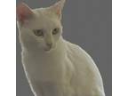 Adopt Hartley a White Domestic Shorthair / Mixed cat in North Myrtle Beach