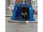 Adopt Meowlor Swift a All Black Domestic Shorthair / Mixed cat in East