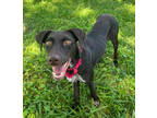 Adopt Stella a Brown/Chocolate Labrador Retriever / Mixed dog in Kansas City