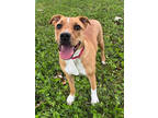 Adopt Cherie a Brown/Chocolate Mixed Breed (Large) / Mixed dog in Kansas City