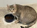 Adopt Scabby a Domestic Short Hair