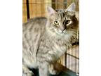 Adopt Bogdan a Gray or Blue Domestic Mediumhair / Domestic Shorthair / Mixed cat
