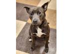Adopt Quincy a Gray/Blue/Silver/Salt & Pepper American Pit Bull Terrier / Mixed