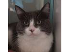 Adopt Pietro a Gray or Blue Domestic Shorthair / Domestic Shorthair / Mixed cat