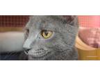 Adopt Kitten: Kyle a Gray or Blue Domestic Shorthair / Mixed cat in Columbia