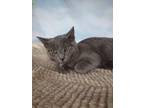 Adopt Annie a Gray or Blue Russian Blue (short coat) cat in Upper Saddle River