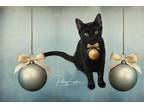 Adopt Curtis a All Black Domestic Shorthair cat in Belton, MO (38850620)
