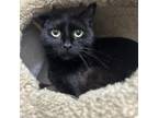 Adopt Anastasia a Domestic Short Hair