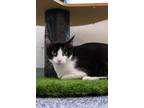 Adopt Violet a All Black Domestic Shorthair / Domestic Shorthair / Mixed cat in