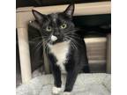 Adopt Minto a Domestic Short Hair