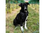 Adopt Lambo a Black Mixed Breed (Medium) / Mixed dog in Moab, UT (38837318)