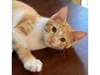 Adopt Steve a Orange or Red (Mostly) Domestic Shorthair (short coat) cat in
