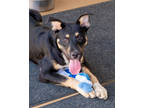 Adopt Oink a Black Australian Cattle Dog / Mixed dog in Toccoa, GA (38856202)