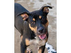Adopt Odie a Black Australian Cattle Dog / Mixed dog in Toccoa, GA (38856203)
