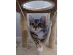 Adopt Kiki a Gray, Blue or Silver Tabby Domestic Shorthair (short coat) cat in