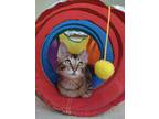 Adopt Koko a Gray, Blue or Silver Tabby Domestic Shorthair (short coat) cat in