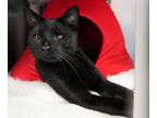 Adopt Cory a All Black Domestic Shorthair (short coat) cat in Forked River