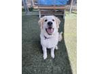Adopt Darry a White Great Pyrenees / Mixed dog in Divide, CO (38893598)