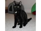 Adopt Rey a All Black Domestic Shorthair / Mixed cat in Durham, NC (38986058)