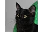 Adopt Leia a All Black Domestic Shorthair / Mixed cat in Durham, NC (38986057)