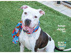 Adopt Roman a White American Pit Bull Terrier / Mixed dog in Kansas City