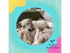Adopt Isaac a White - with Tan, Yellow or Fawn Mixed Breed (Medium) / Mixed dog