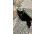 Adopt Hollow a All Black Domestic Shorthair / Mixed (short coat) cat in Rancho