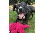Adopt Toad a Black American Pit Bull Terrier / Mixed dog in Palatine