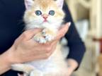 British Golden Chinchilla Kitten Female
