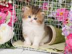 Doll Face Persian Kittens For Sale