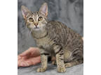 Adopt Pickle a Brown or Chocolate Domestic Shorthair / Domestic Shorthair /