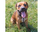 Adopt Cheese a Brown/Chocolate Mastiff / Boxer / Mixed dog in San Marcos