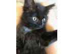 Adopt Quinn a Brown or Chocolate Domestic Longhair / Mixed (long coat) cat in