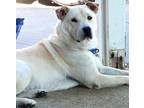 Adopt ADAM a White - with Tan, Yellow or Fawn Chow Chow / Mixed dog in Grafton