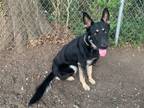 Adopt Shadow a Black - with Tan, Yellow or Fawn German Shepherd Dog / Mixed dog