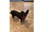 Adopt Gigi a Black - with Tan, Yellow or Fawn Chiweenie / Mixed dog in