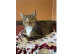 Adopt Micki a Brown or Chocolate Domestic Shorthair / Domestic Shorthair / Mixed