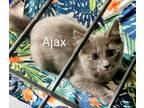 Adopt Ajax a Gray or Blue Domestic Mediumhair (medium coat) cat in Binghamton