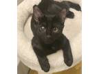 Adopt Bruschetta a All Black Domestic Shorthair / Mixed (short coat) cat in