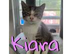 Adopt Kiara a Domestic Mediumhair / Mixed (short coat) cat in Hillsboro