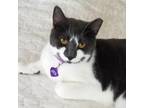 Adopt Lucy Lu a Domestic Shorthair / Mixed cat in Tallahassee, FL (39036795)