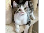 Adopt Leela "Lee" - Costa Mesa Location a White Domestic Shorthair / Mixed cat