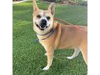 Adopt Ginger - City of Industry Location a Tan/Yellow/Fawn Shiba Inu / Mixed dog
