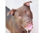 Adopt Ernie a Brown/Chocolate Labrador Retriever / Mixed dog in Evans