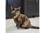 Adopt Precious a Domestic Shorthair cat in Yankton, SD (38988867)