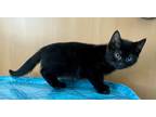 Adopt Howard a All Black Domestic Mediumhair (medium coat) cat in McMinnville