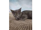 Adopt Abby a Gray or Blue (Mostly) Russian Blue (short coat) cat in Upper Saddle