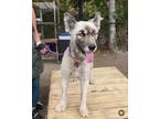 Adopt Odin a Gray/Blue/Silver/Salt & Pepper Husky / Mixed dog in Lake View
