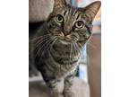 Adopt Gizmo a Brown Tabby Domestic Shorthair / Mixed cat in Anoka, MN (38852978)