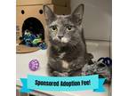 Adopt Elizabeth a Tortoiseshell Domestic Shorthair / Mixed cat in Novelty